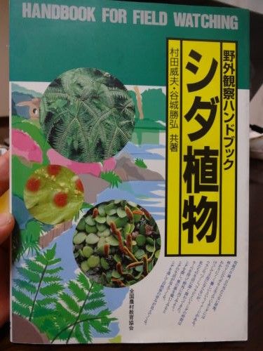 シダの仲間シシガシラ : 大文字山を食べる