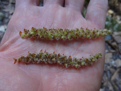 シデの花序 : 大文字山を食べる