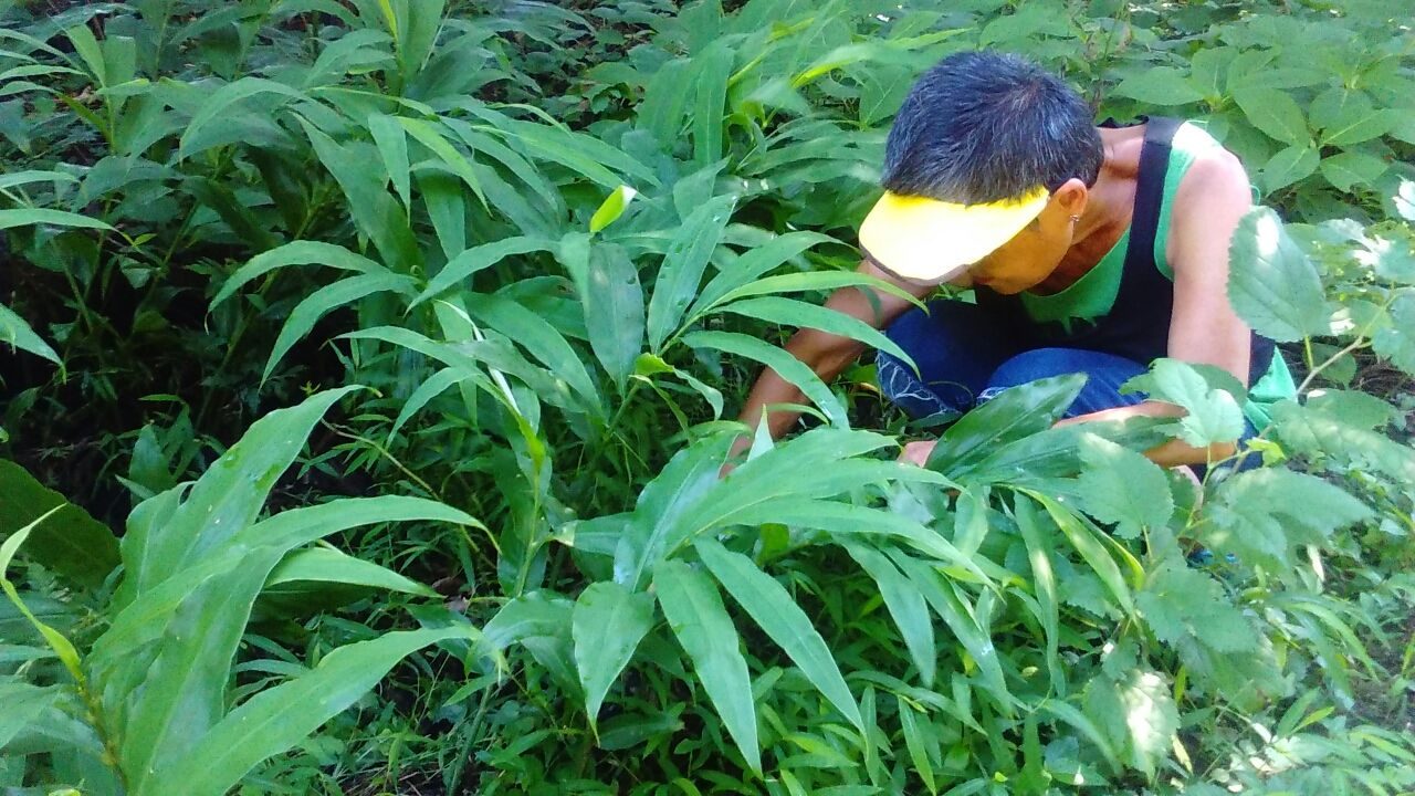 自生ミョウガの季節 じじいの引退日記 自生ミョウガの季節 じじいの引退日記