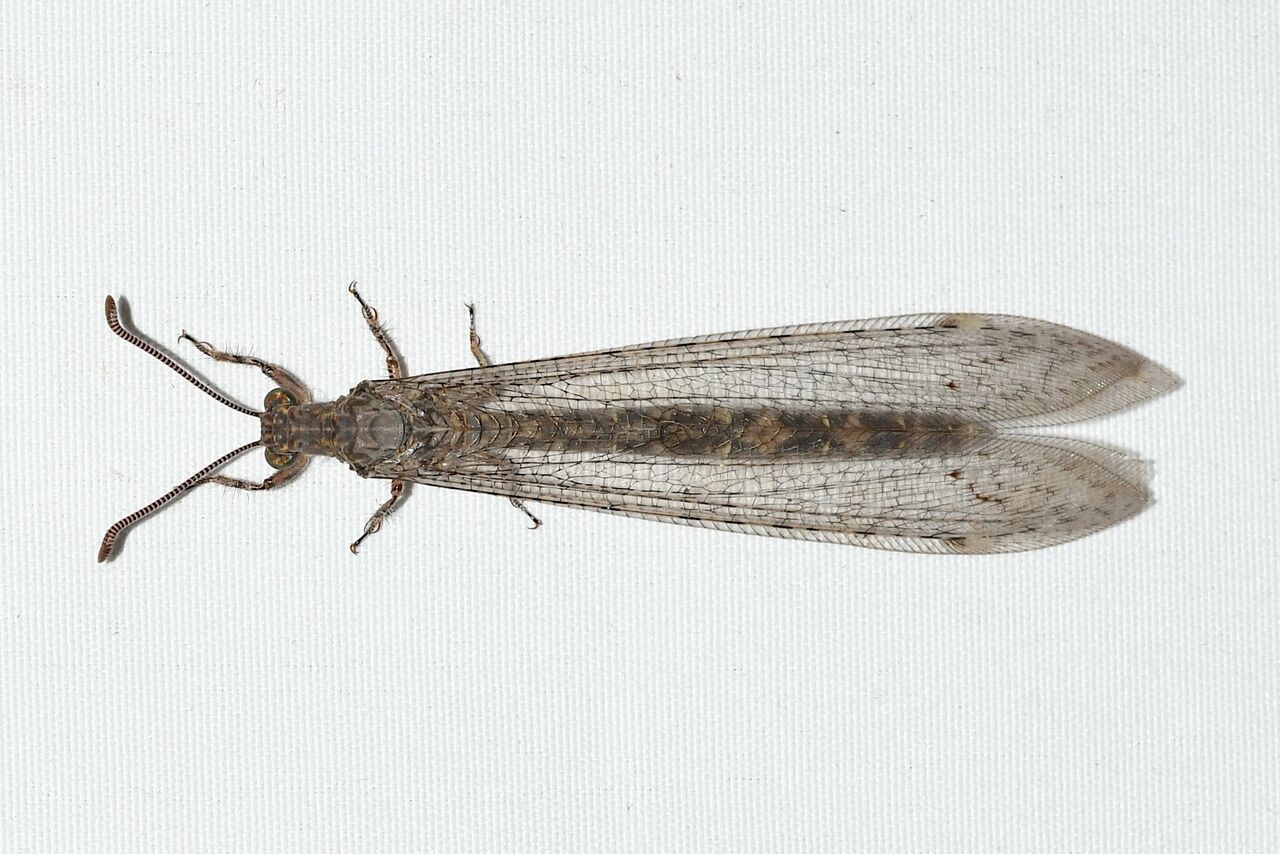 アミメカゲロウの仲間（38種） : 比叡平の昆虫