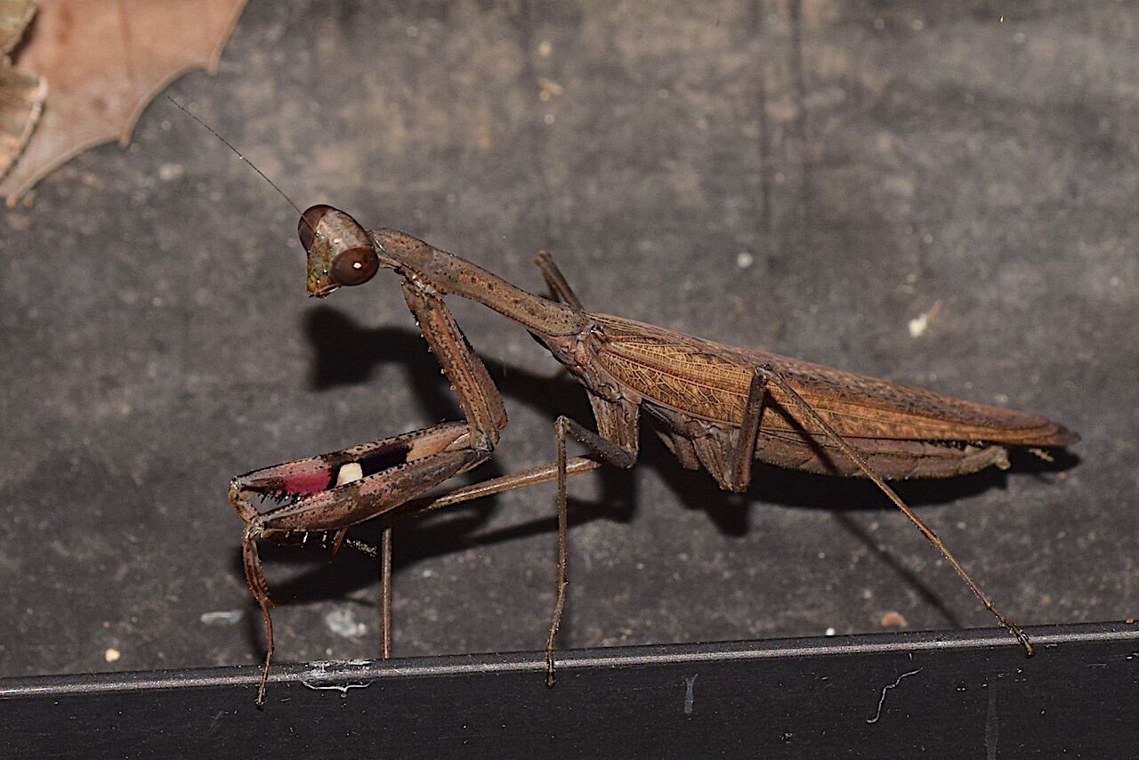比叡平の昆虫 カマキリの仲間