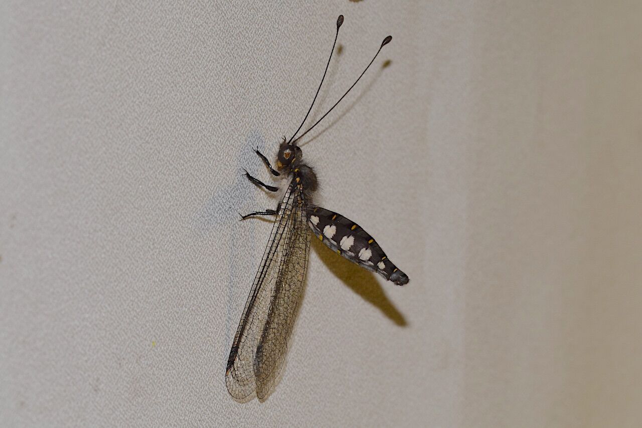 アミメカゲロウの仲間（38種） : 比叡平の昆虫