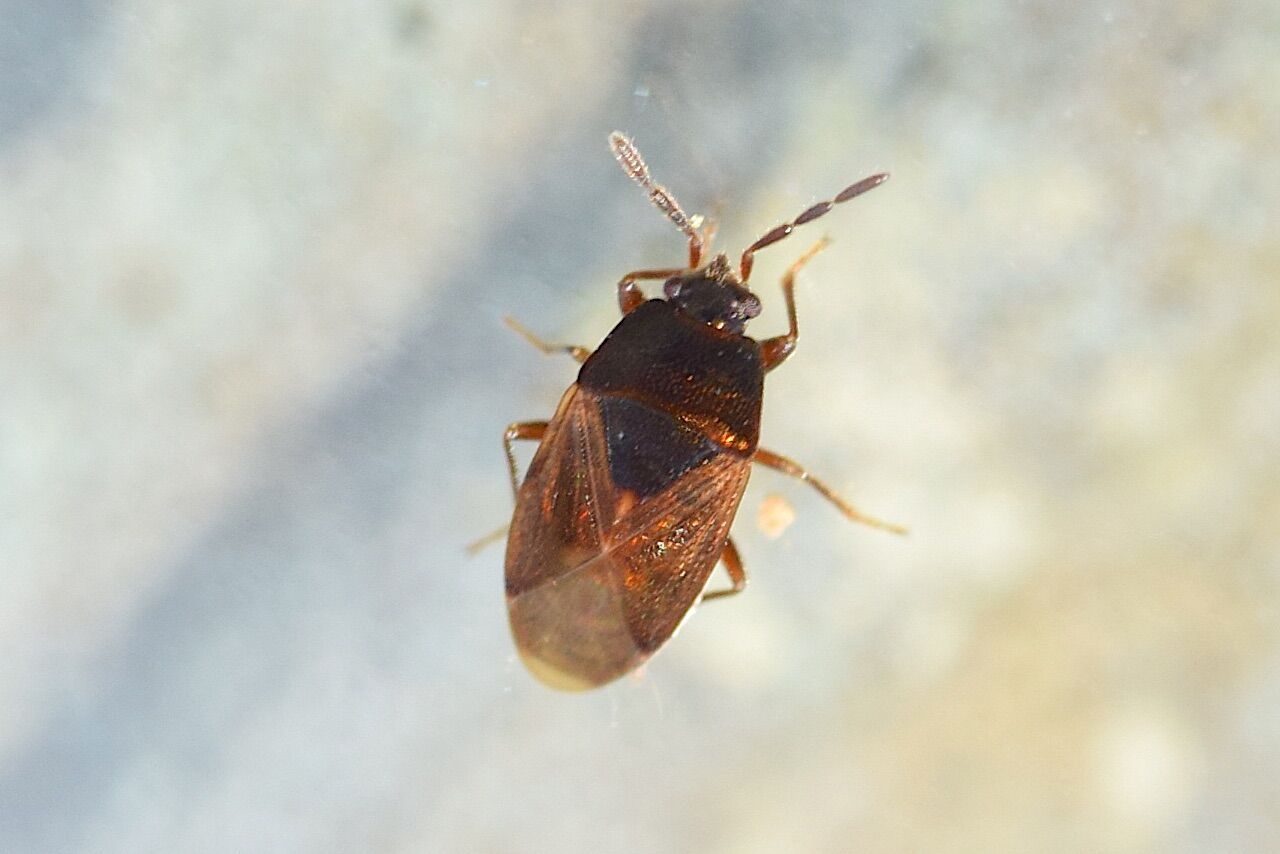 比叡平の昆虫 カメムシ目 ナガカメムシの仲間
