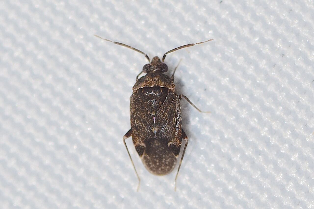 比叡平の昆虫 カメムシ目 カスミカメムシ科