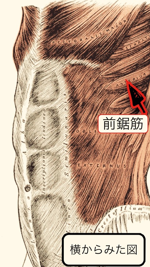 Harmonia blog〜調和と居場所・在り方の仕合わせ〜
広島県福山のピラティス〜なぜ前鋸筋が重要?〜
コメント