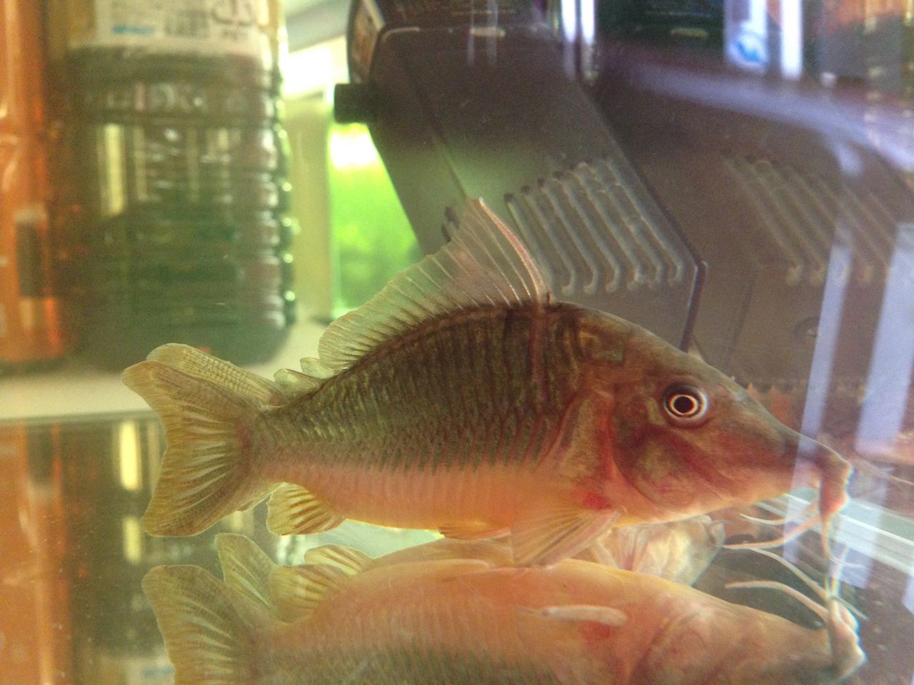 新しい熱帯魚仲間がやってきた ロングノーズブロキス Kogamielog