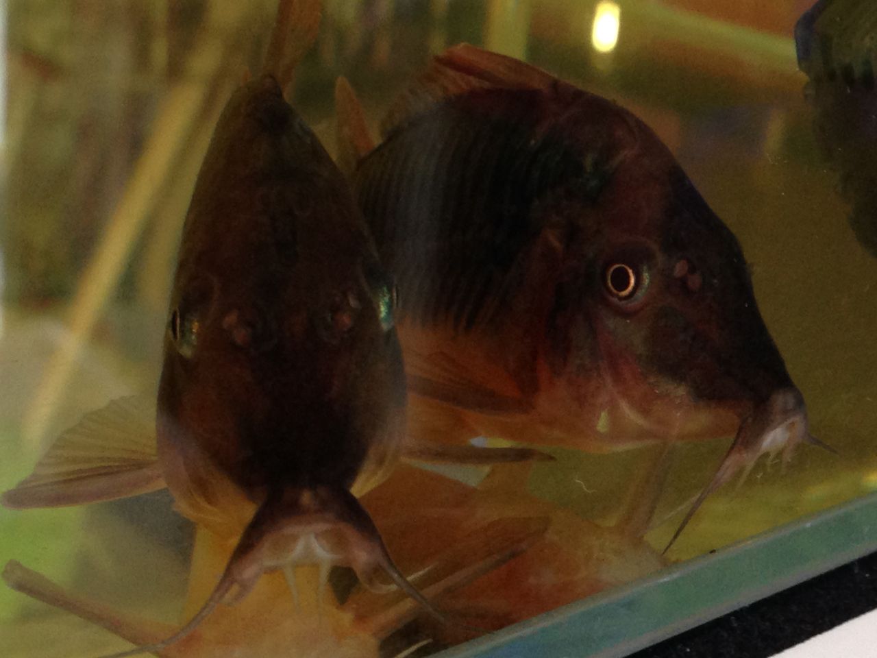 通販でクリスマス 熱帯魚 コリドラス ロングノーズ ブロキス 8cm 1匹 Shipsctc Org