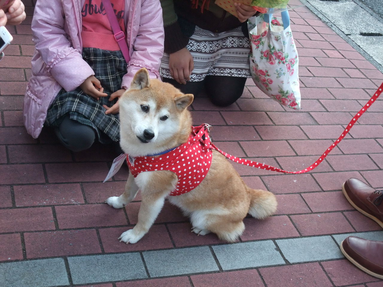 一日花屋さん店長のかぼすちゃんに会いに行きました 柴犬こうたの気ままダイアリ