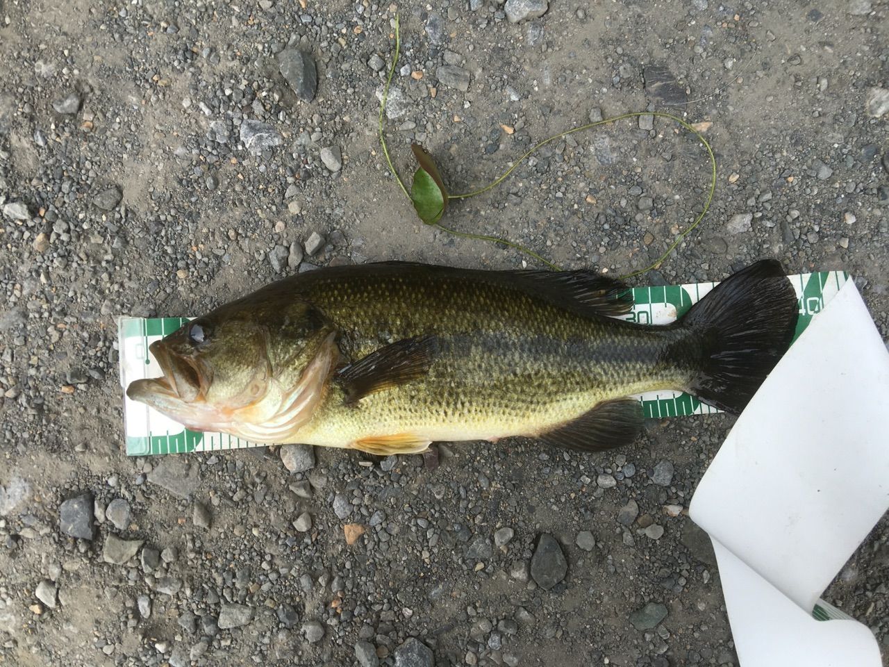 T3sv終わったぁ ｰ ｰ とzbc ダイワ フリーク