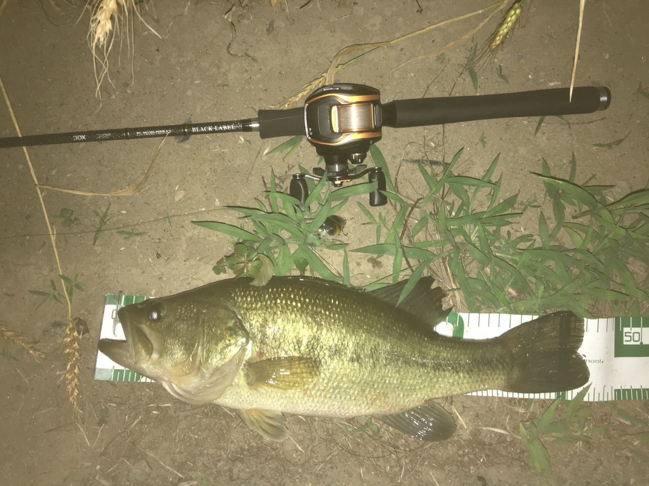 ダイワ フリーク