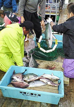 海上釣り堀ってすごい 今週のみや