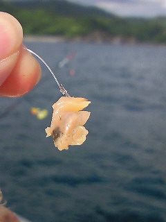 大分カワハギ釣り 今週のみや 大分カワハギ釣り 今週のみや