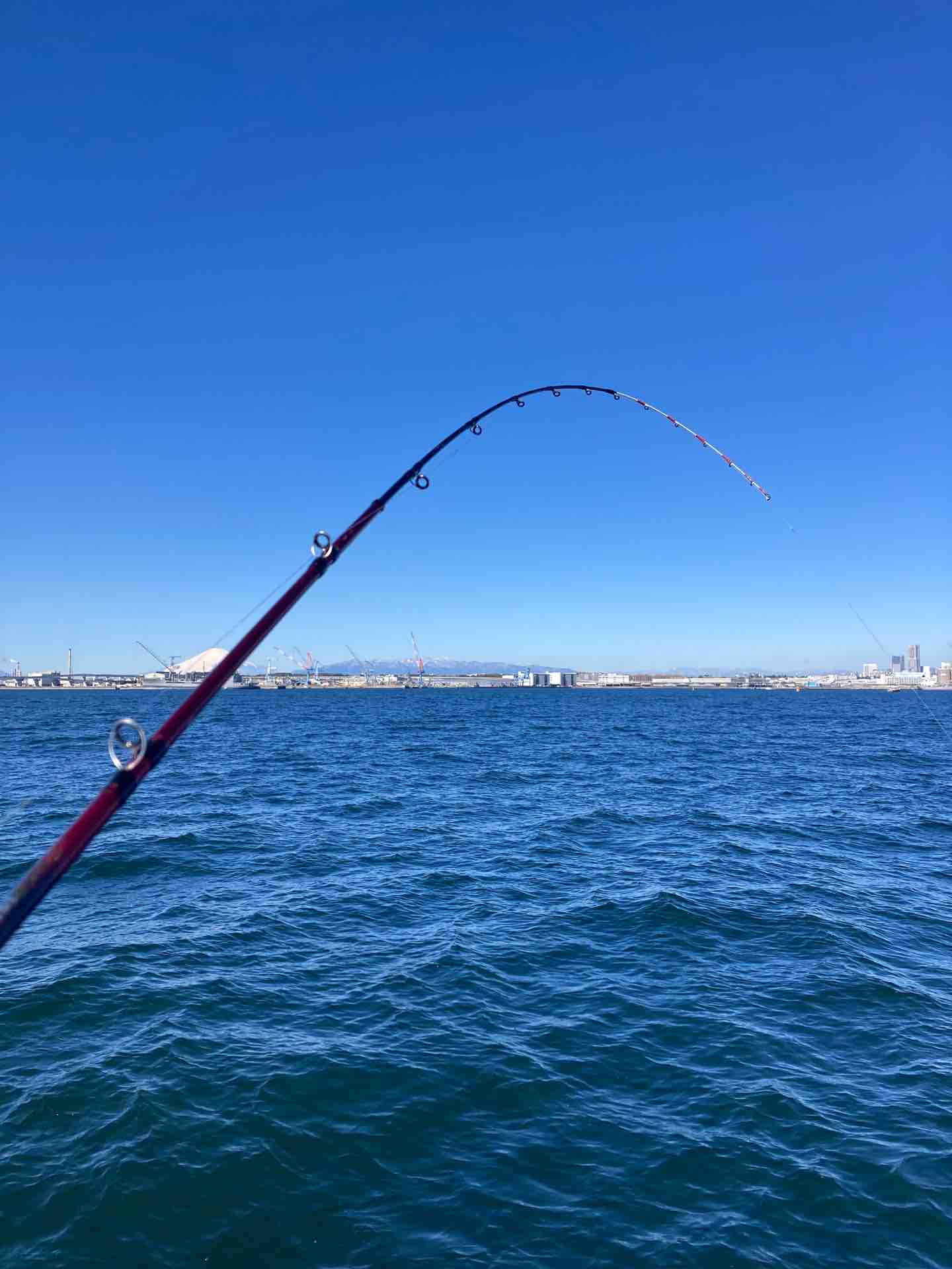 NEWアイテム、アナリスターライトアジ : 今週のみや