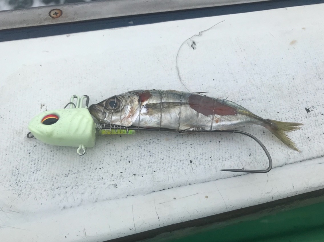 太刀魚 テンヤ Article 太刀魚 テンヤ Article