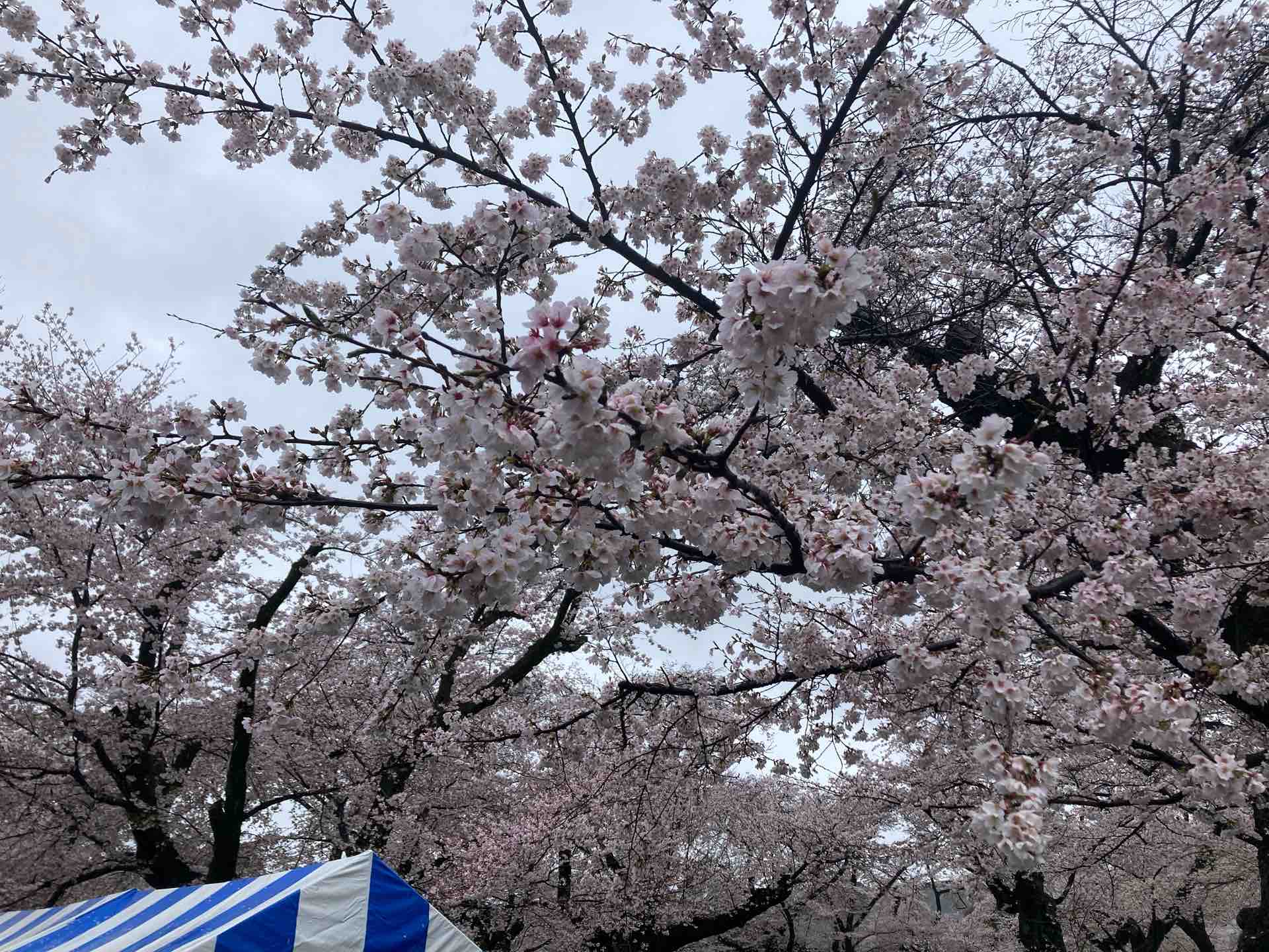 小野小町「花の色は移りにけりないたづらにわが身世にふるながめせしまに」 : 今週のみや