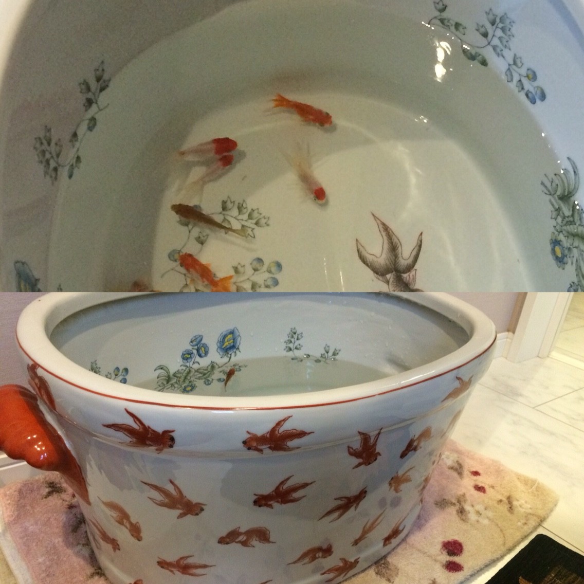 金魚の金魚鉢 今週のみや