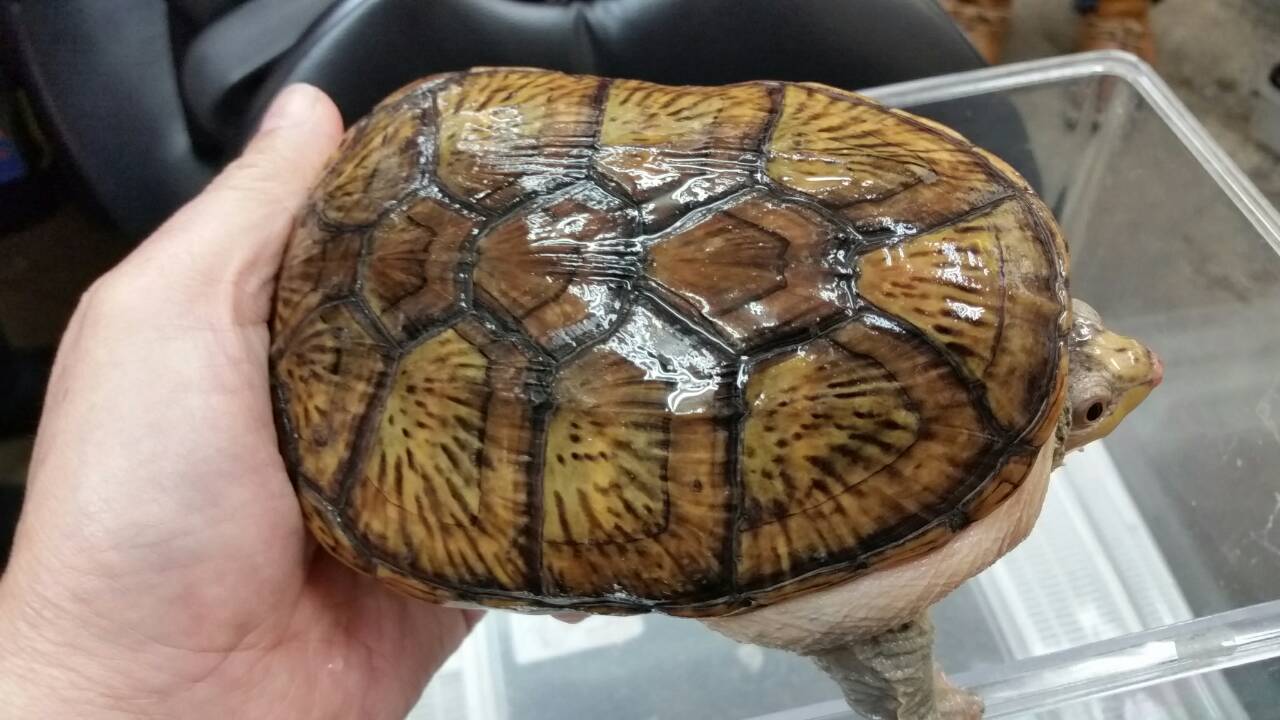 プロショップdaiwaのブログ プロショップdaiwaのブログ