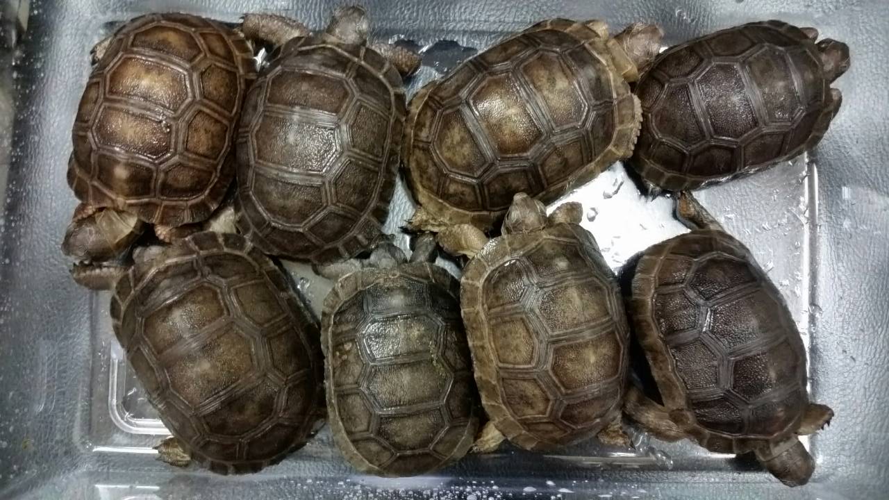 新着生体情報アルダブラゾウガメベビー ブルーテールモニター他 プロショップdaiwaのブログ