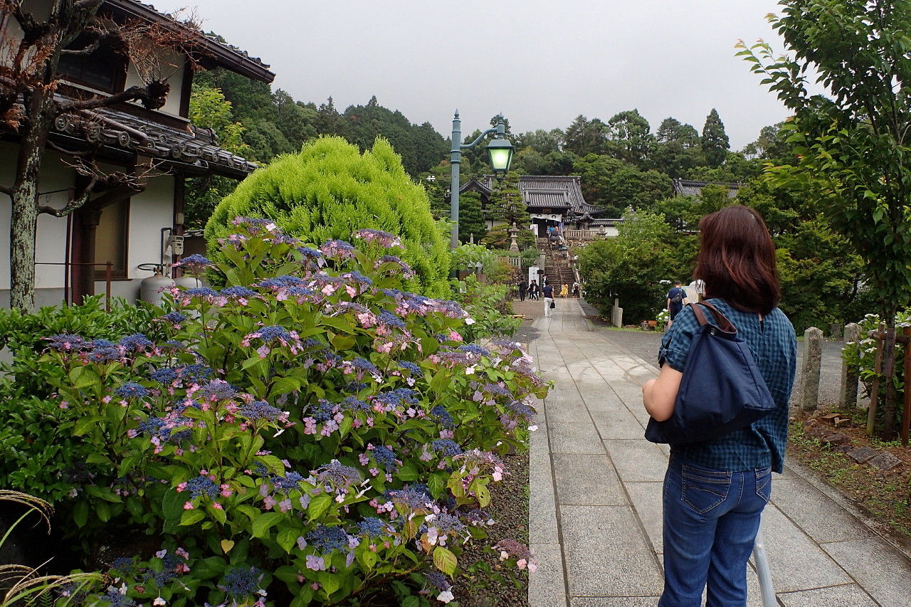 柳谷観音 楊谷寺のあじさい Daiyuuファミリーのとある日
