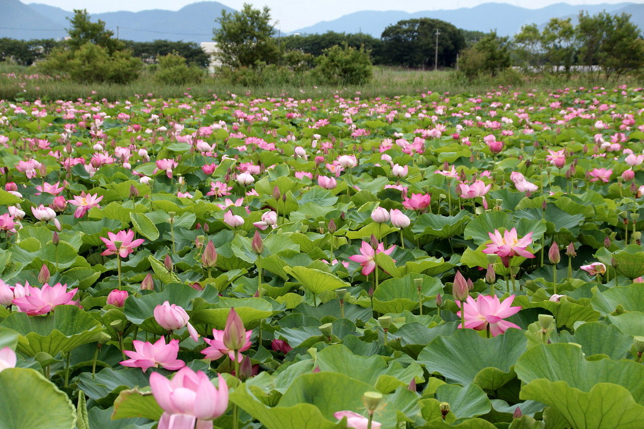 早崎内子ビオトープの蓮 Daiyuuファミリーのとある日 早崎内子ビオトープの蓮 Daiyuuファミリーのとある日
