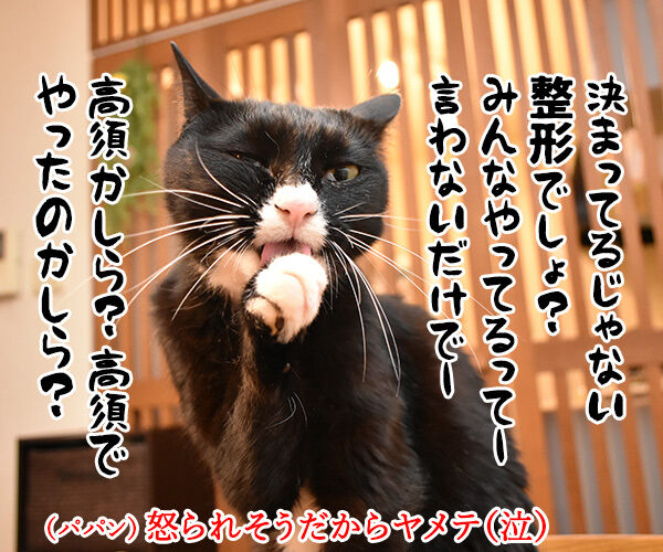 今日は東京ディ〇ニーランドが開園した日なんですってッ 猫の写真で4コマ漫画 4コマ目ッ