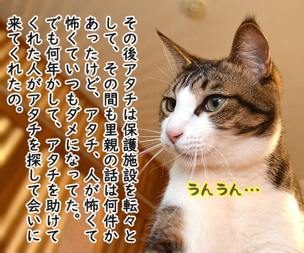 だいずさんとの出会い 猫の写真で4コマ漫画 2コマ目ッ