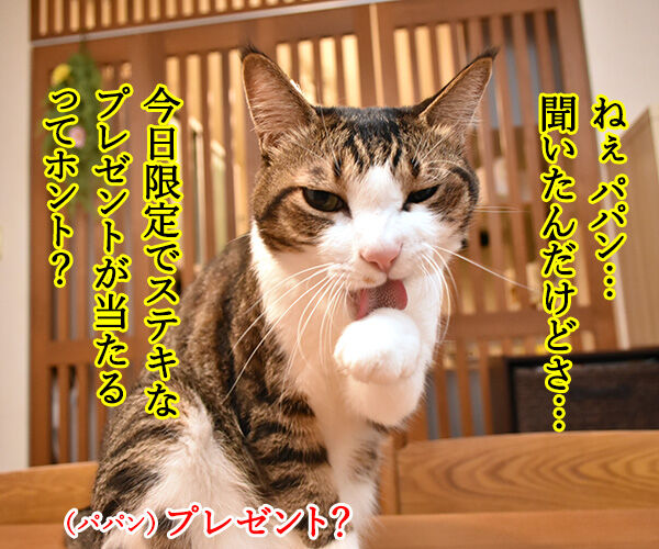 今日限定でステキなプレゼントがもらえる『○○○の日』 猫の写真で4コマ漫画 1コマ目ッ