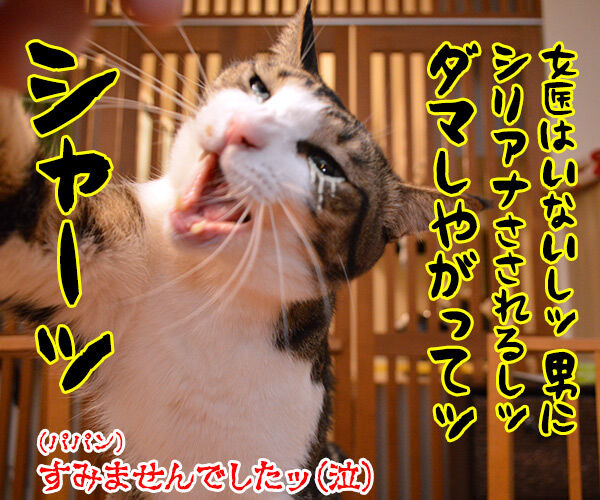 ウンチョスの経過報告に病院に行った時のはなし 猫の写真で4コマ漫画 4コマ目ッ