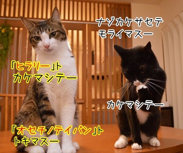 アメリカ大統領選挙 2016 猫の写真で4コマ漫画 2コマ目ッ