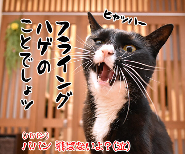 きょうは うちの犬が子ネコ拾いました 第3巻の発売日なのよッ あずきさんとだいずさん Powered By ライブドアブログ きょうは うちの犬が子ネコ拾いました 第3巻の発売日なのよッ あずきさんとだいずさん Powered By ライブドアブログ