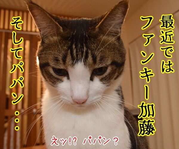 ファンキー加藤はＷ不倫なの　猫の写真で４コマ漫画　３コマ目ッ