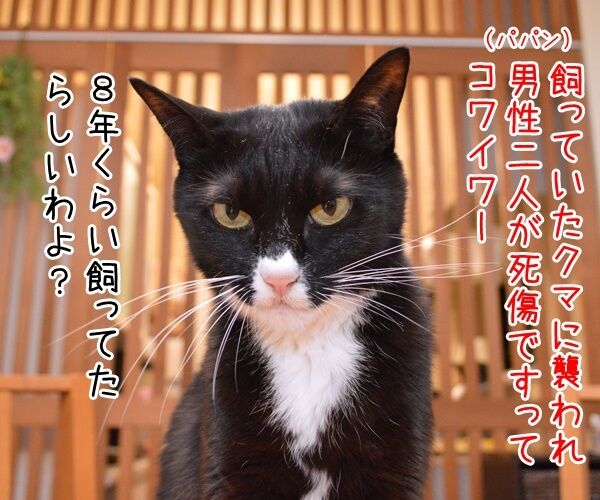 飼っていたクマに襲われ男性2人が死傷なんですって…… 猫の写真で4コマ漫画 1コマ目ッ
