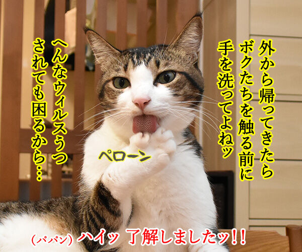 10月15日は『世界手洗いの日』なんですってッ 猫の写真で4コマ漫画 3コマ目ッ