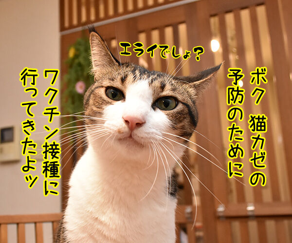 予防接種で気の合うふたり　猫の写真で４コマ漫画　１コマ目ッ