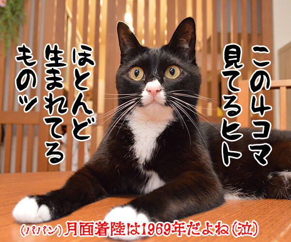 月面着陸の日だから「アポロ」を唄うのよッ 猫の写真で4コマ漫画 4コマ目ッ