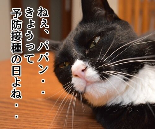 予防接種の日 猫の写真で4コマ漫画 1コマ目ッ
