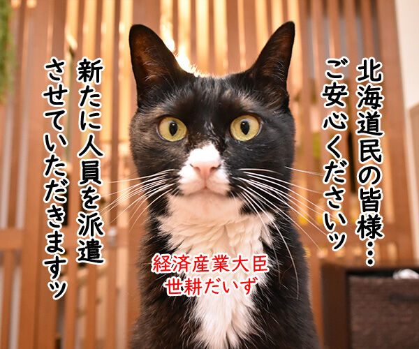 北海道胆振東部地震 心よりお見舞い申し上げます 猫の写真で4コマ漫画 3コマ目ッ