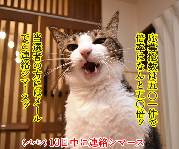 カレンダープレゼントにたくさんのご応募アリガトゴザマースッ 猫の写真で4コマ漫画 2コマ目ッ
