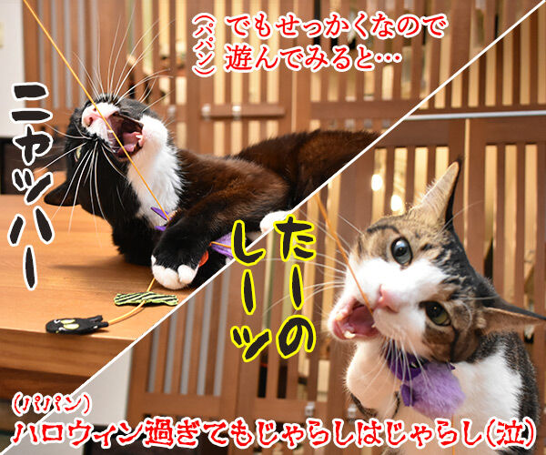 PECOBOXを初めて購入してみたのッ　猫の写真で４コマ漫画　５コマ目ッ