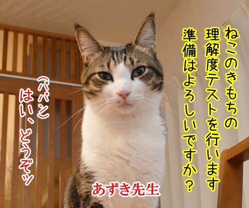 教えてッ あずき先生 其の二 猫の写真で4コマ漫画 1コマ目ッ