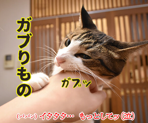 今までにした『かぶりもの』を集めてみたよッ　猫の写真で４コマ漫画　３コマ目ッ