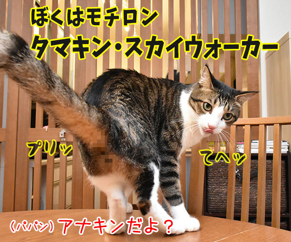 スター・ウォーズごっこするよーッ 猫の写真で4コマ漫画 2コマ目ッ