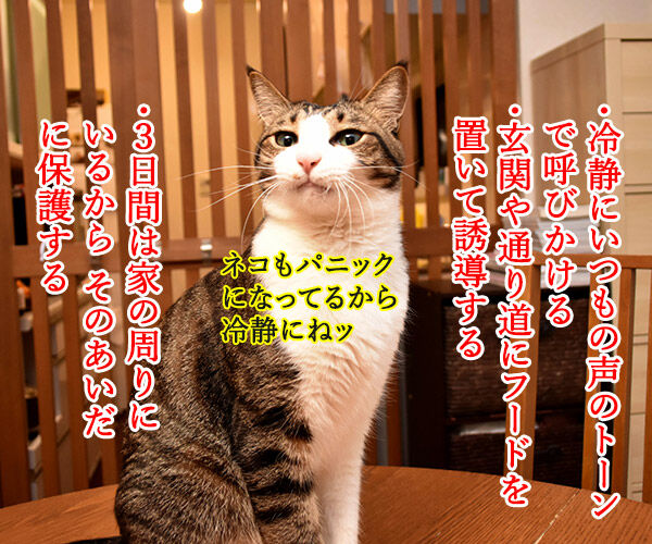 室内飼いの猫が脱走したらどうする? 猫の写真で4コマ漫画 2コマ目ッ