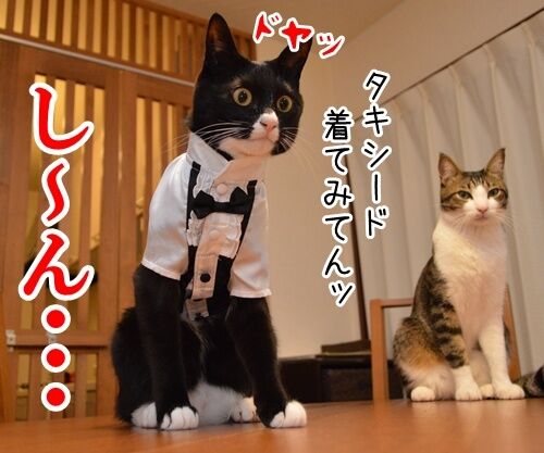 やねんけど 猫の写真で4コマ漫画 2コマ目ッ