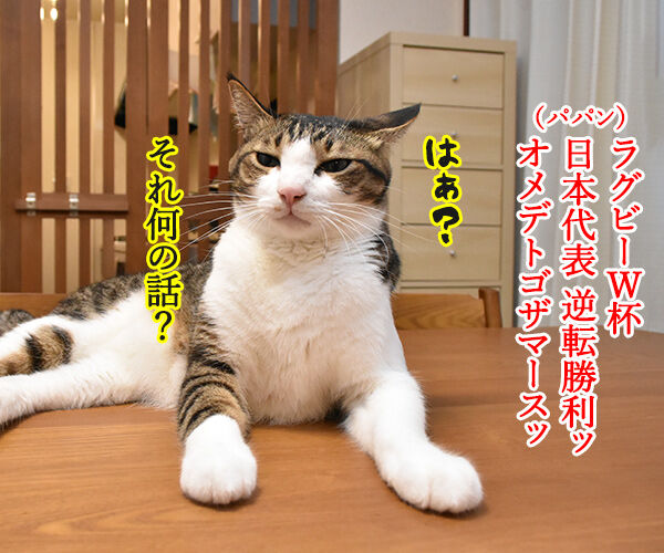 ラグビーワールドカップ日本代表がアイルランドに歴史的勝利なのッ 猫の写真で4コマ漫画 1コマ目ッ
