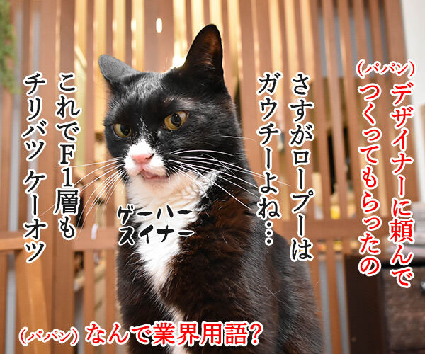 ブログのロゴを変えてみたのよッ 猫の写真で4コマ漫画 2コマ目ッ
