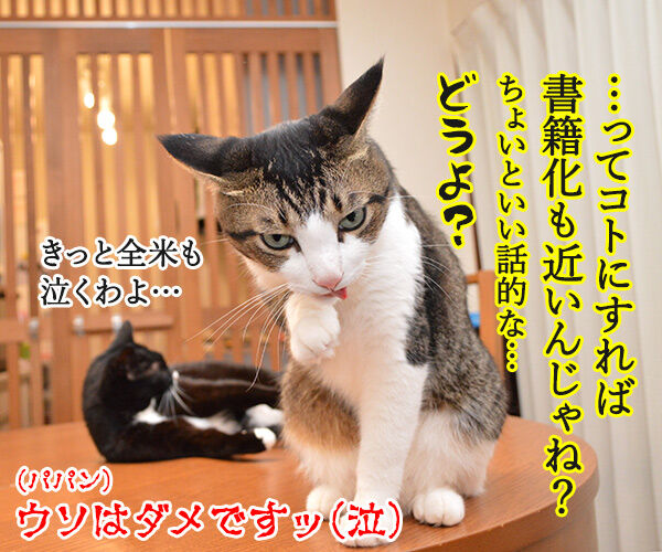 だいずさんとの出会い　猫の写真で４コマ漫画　４コマ目ッ