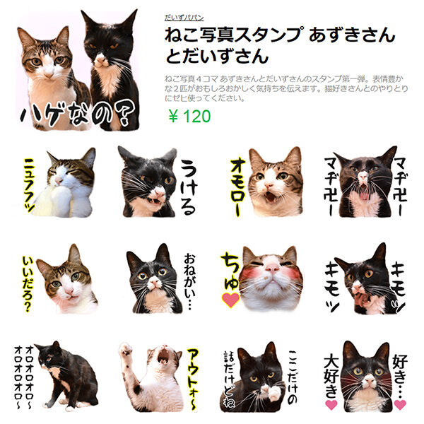 あずだいのLINEスタンプが販売中なのッ　猫の写真で４コマ漫画　６コマ目ッ