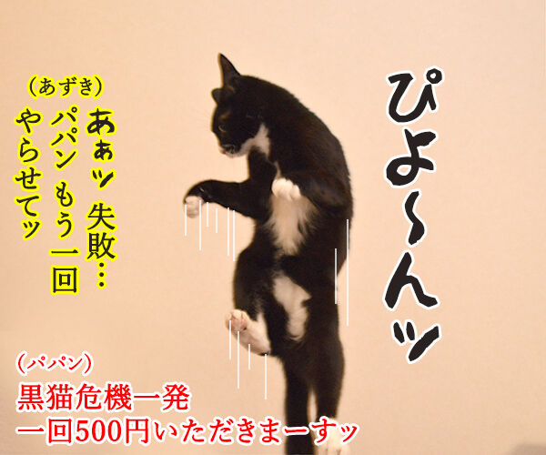 黒ひげ危機一発？　猫の写真で４コマ漫画　４コマ目ッ