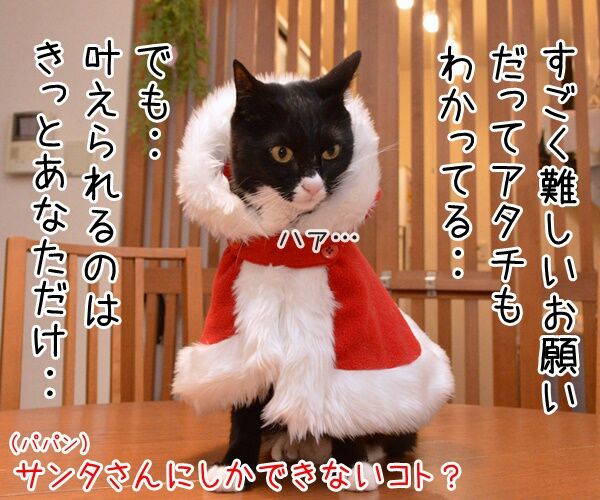 クリスマスにお願い　猫の写真で４コマ漫画　３コマ目ッ